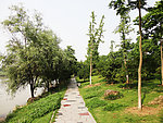 西溪湿地 风景