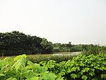 自然风景 西溪湿地