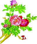 牡丹花