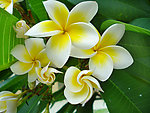 鸡蛋花