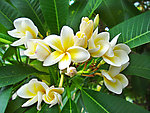 鸡蛋花