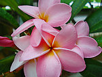 鸡蛋花