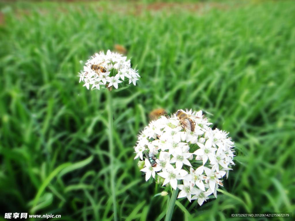 韭菜花