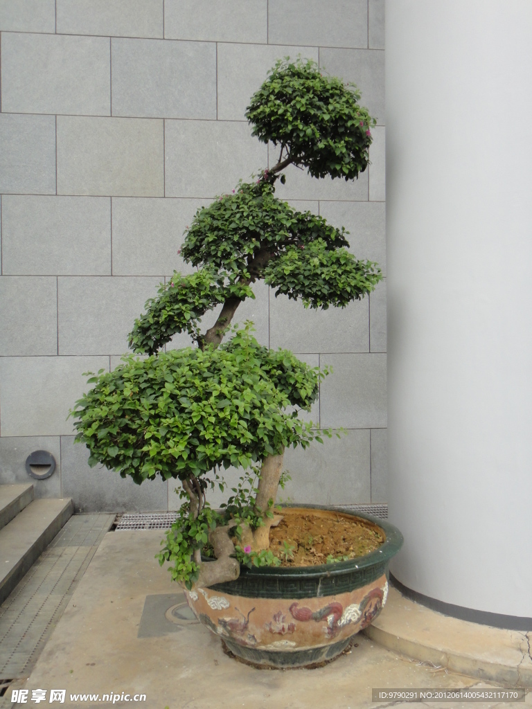 盆景树