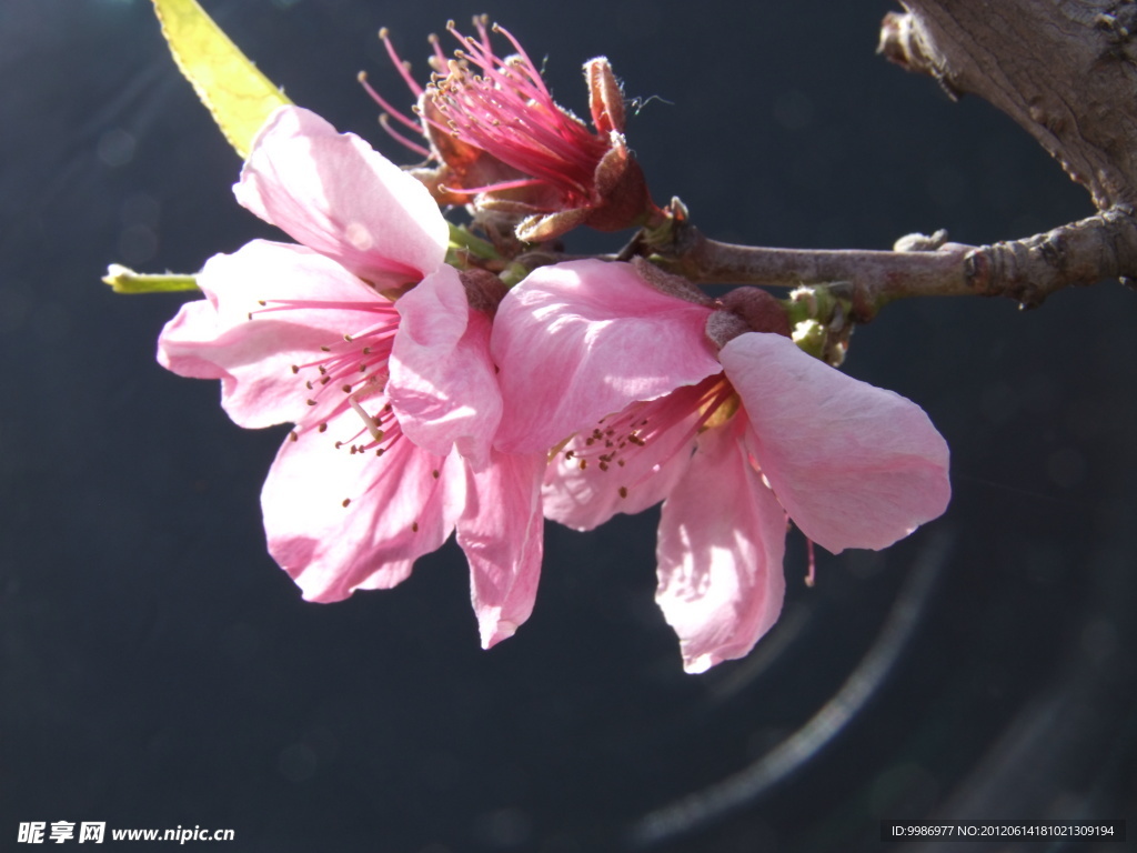 桃花