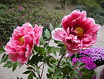 牡丹花