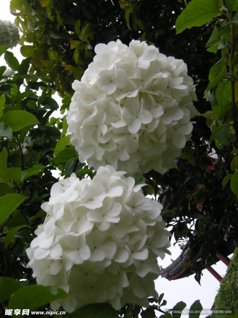 绣球花