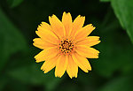 小黄花