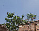 房屋一角 小树