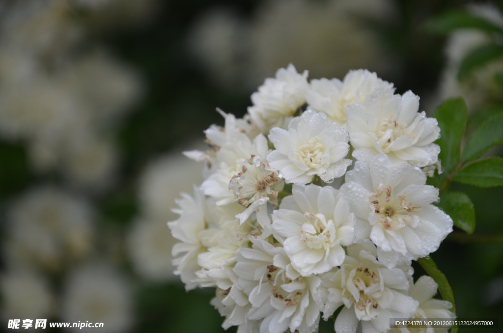 木香花