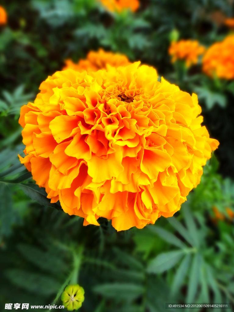 万寿菊