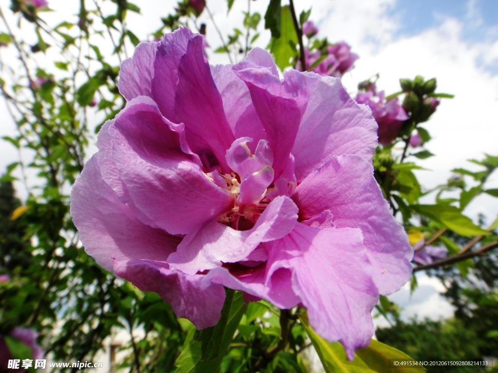 木槿花