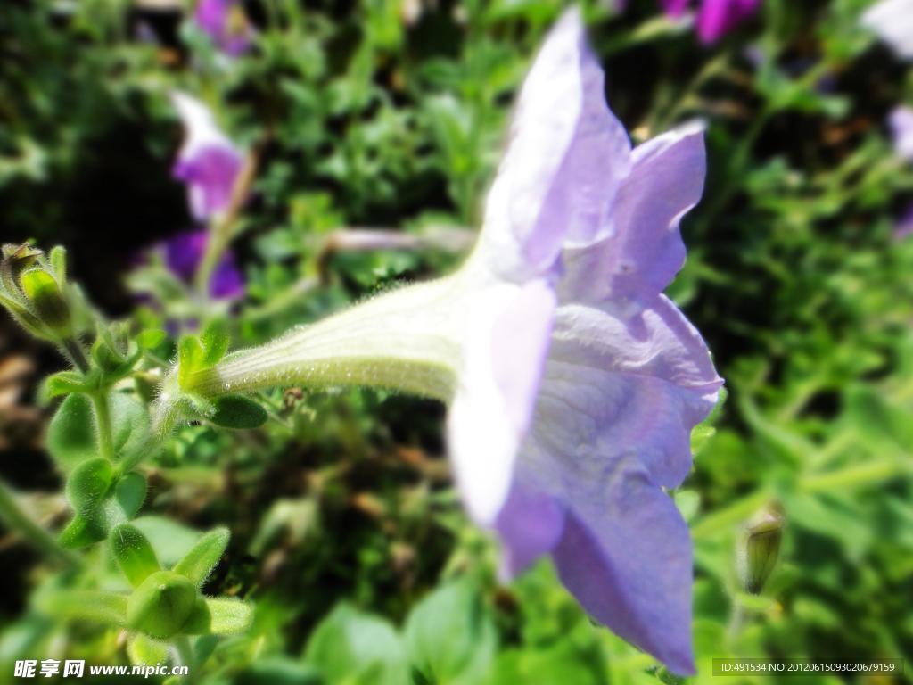 牵牛花