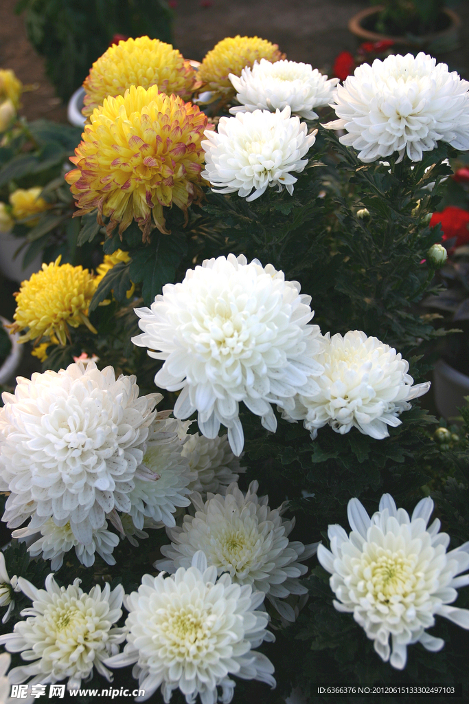 菊花