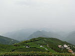 田园茶园风光