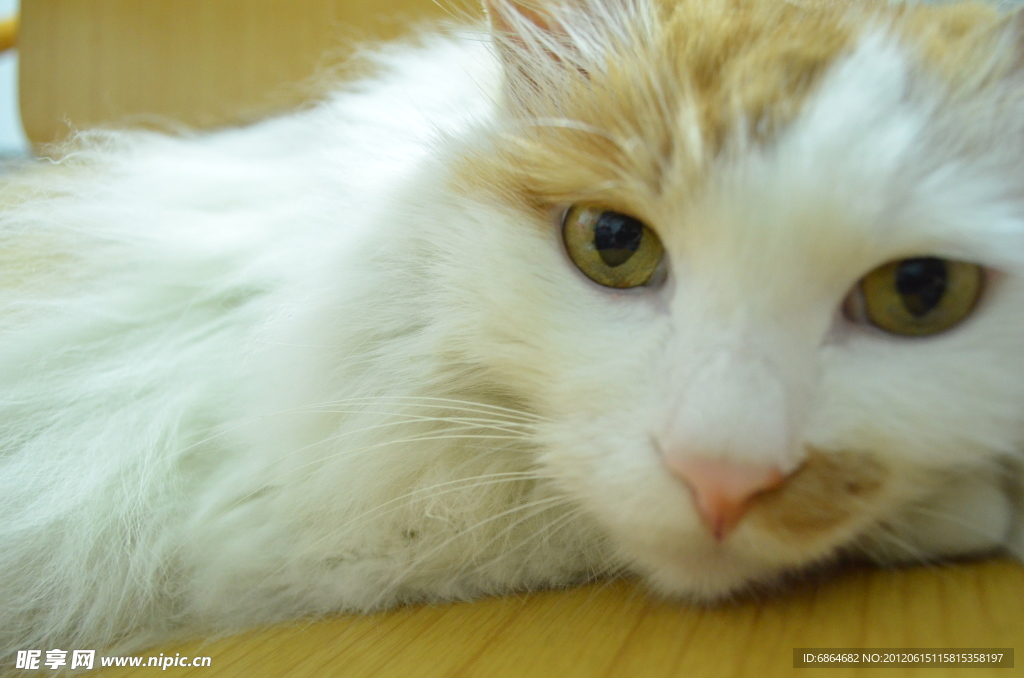 小猫