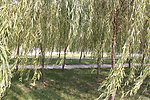 柳树