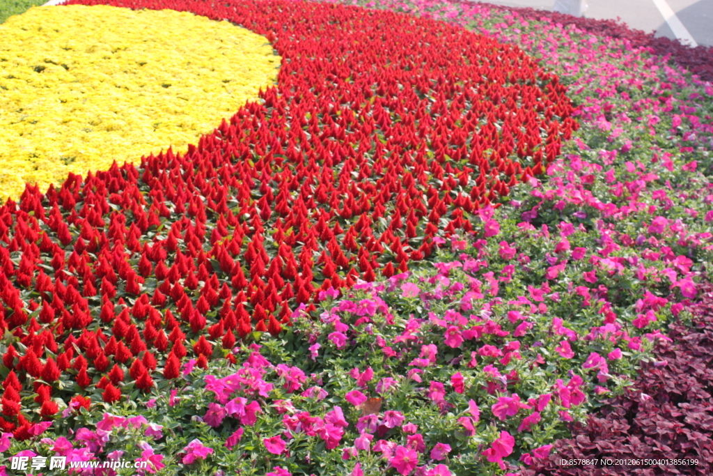 紫花