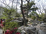 花与石图片