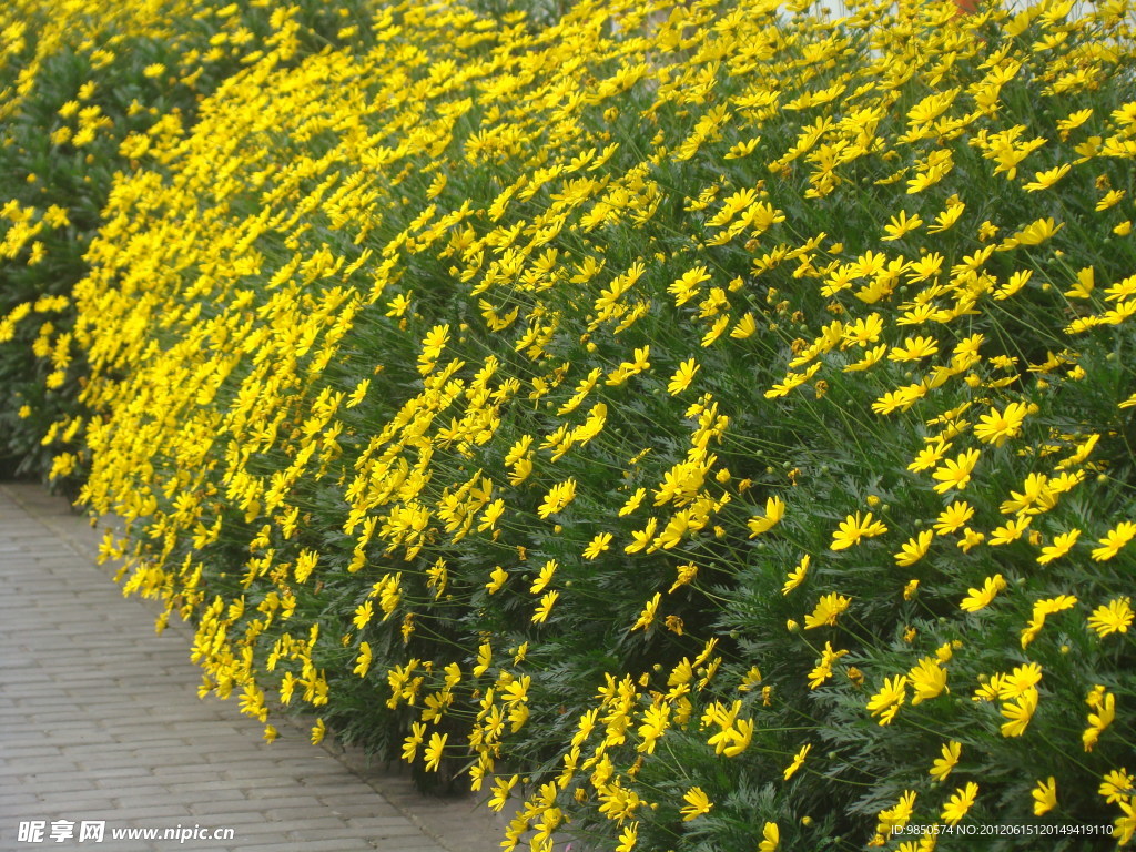 菊花丛