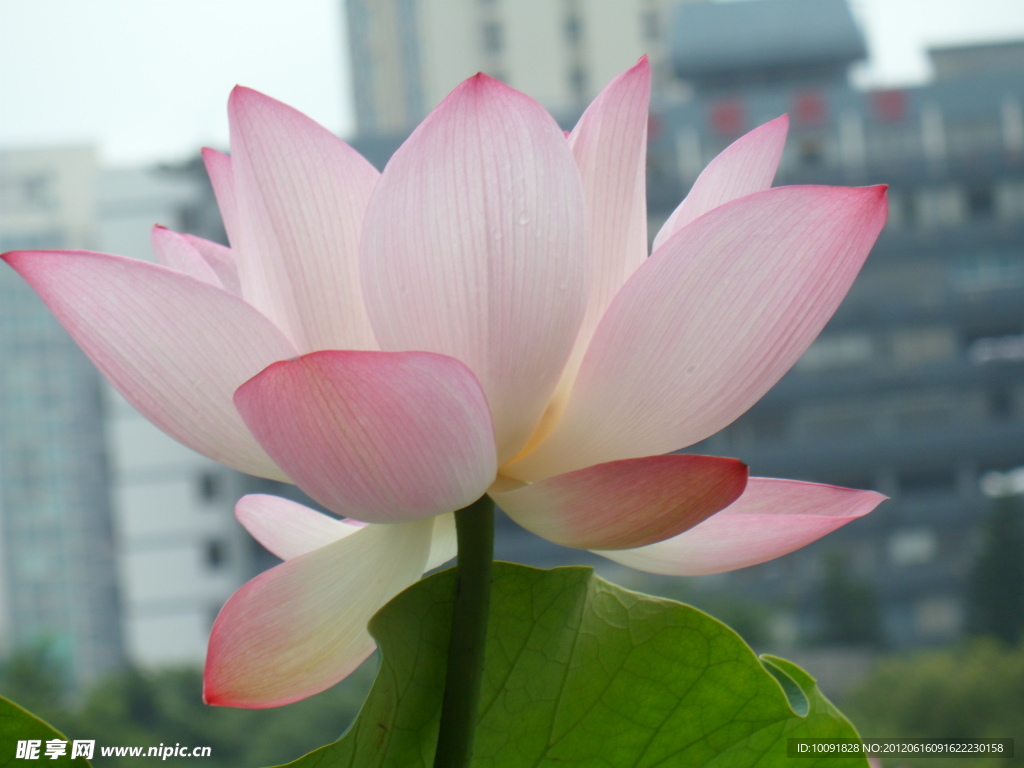 荷花
