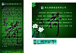荆南茗荷