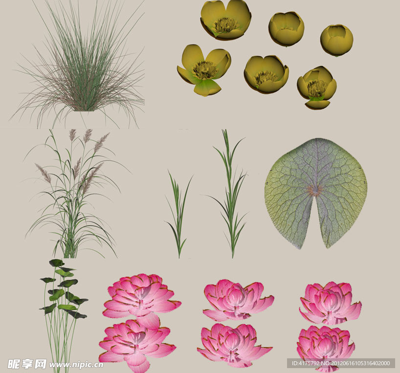 水生花卉max模型vray材质