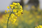 油菜花