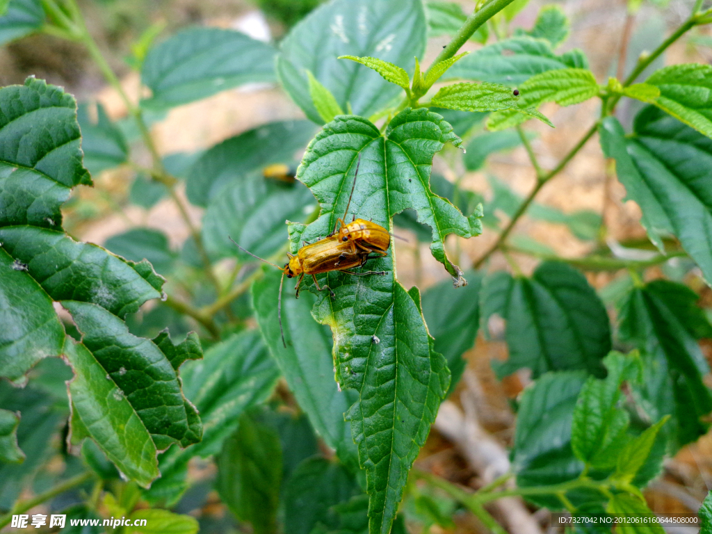 小黄虫 黄虫 害虫