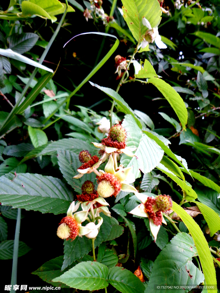 果实 蛇莓花