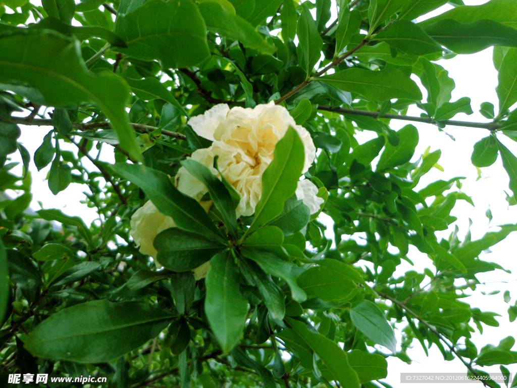 石榴花 白石榴花