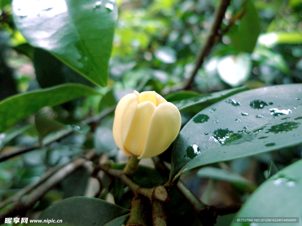 含笑花 夜来香花