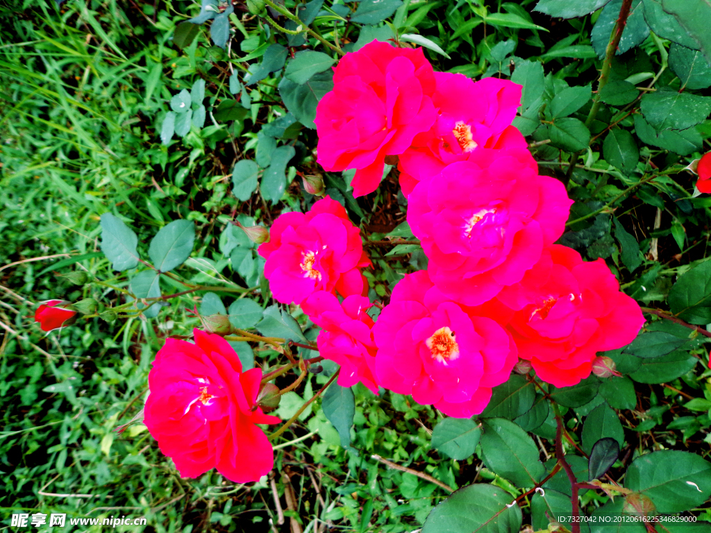 玫瑰 红玫瑰花 花朵