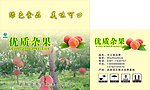 优质杂果黄