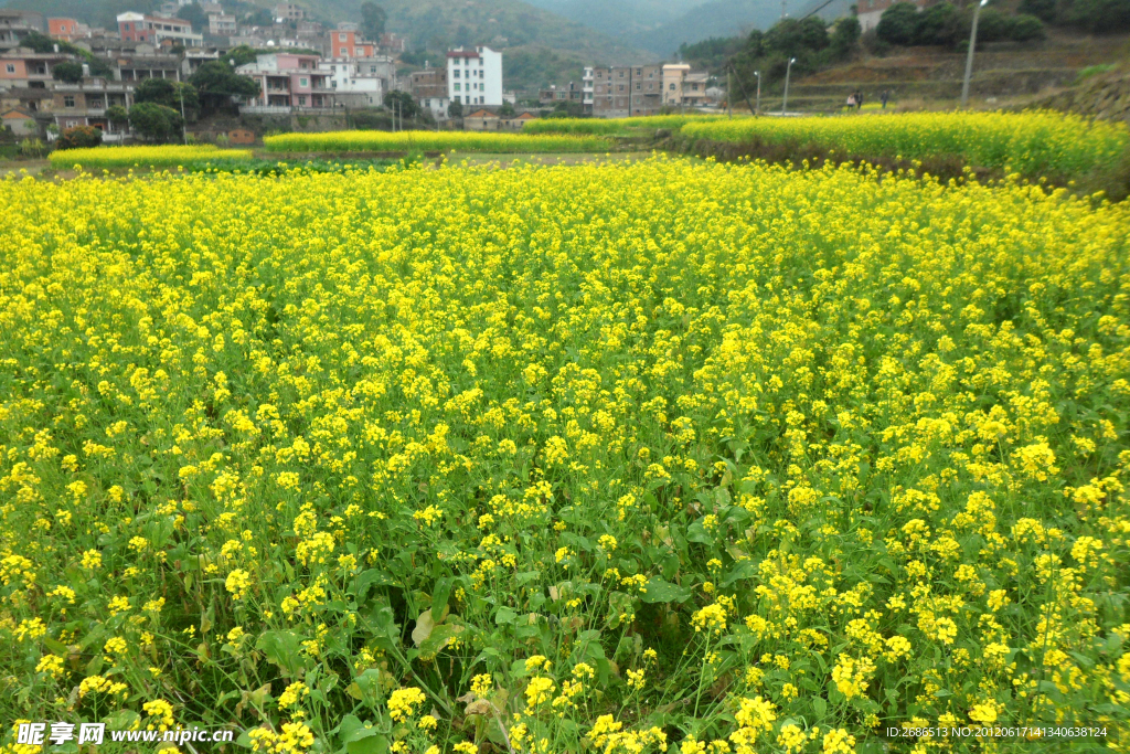 油菜花