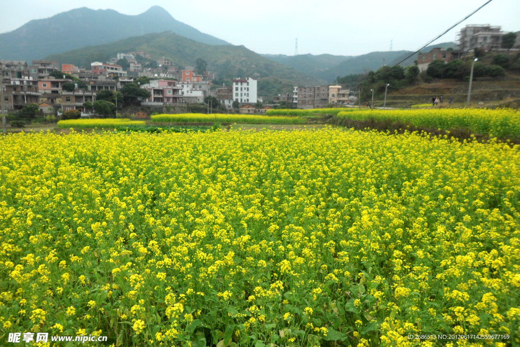 油菜花