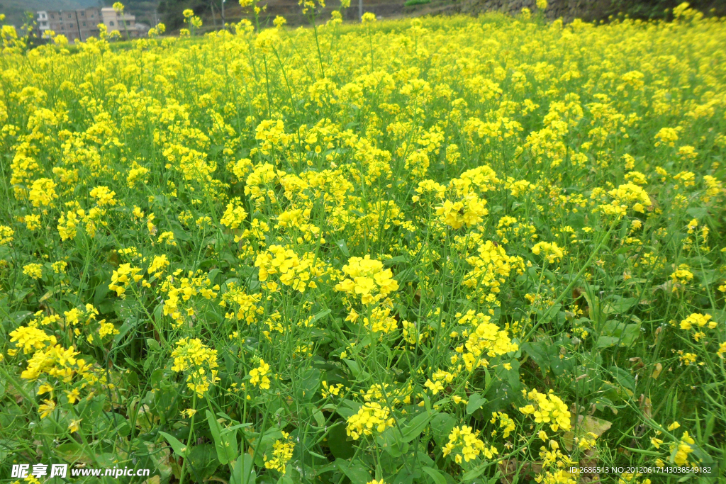 油菜花