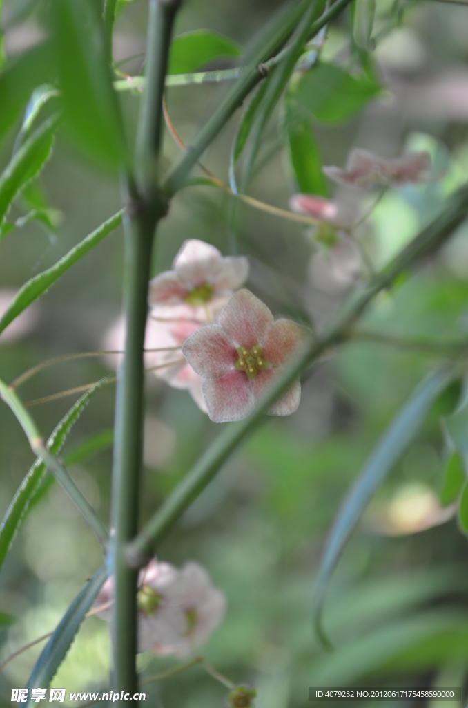 野生小粉花