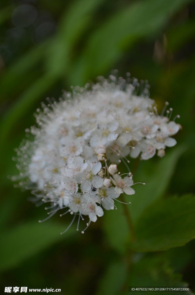 野生小白花