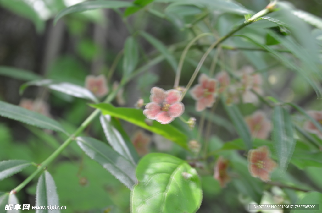 野生小粉花