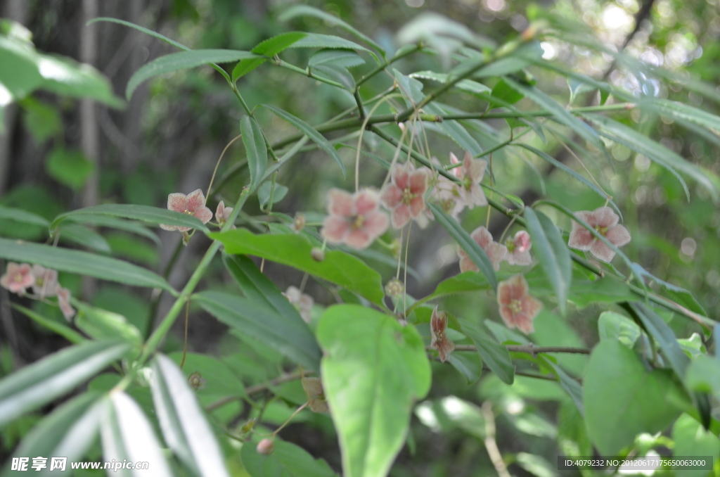 野生小粉花