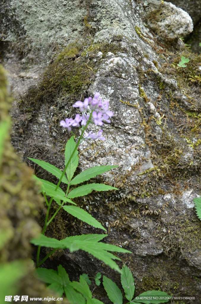 沣峪分水岭之野生花草