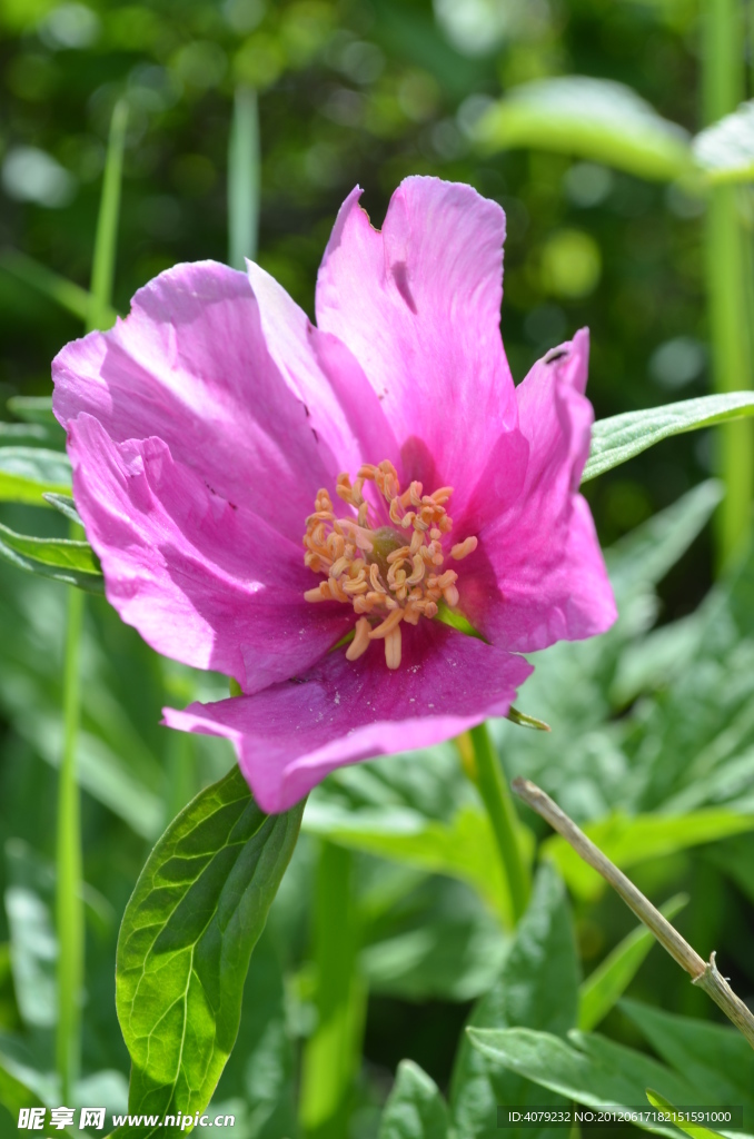 芍药花开