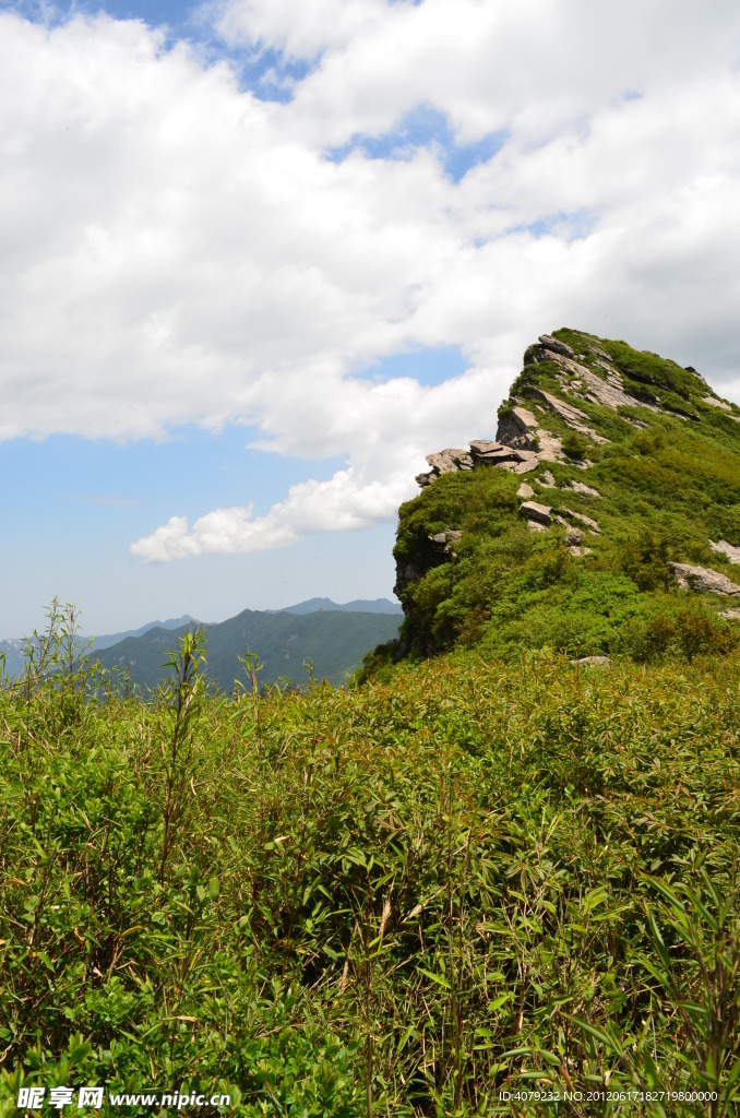 高山草甸