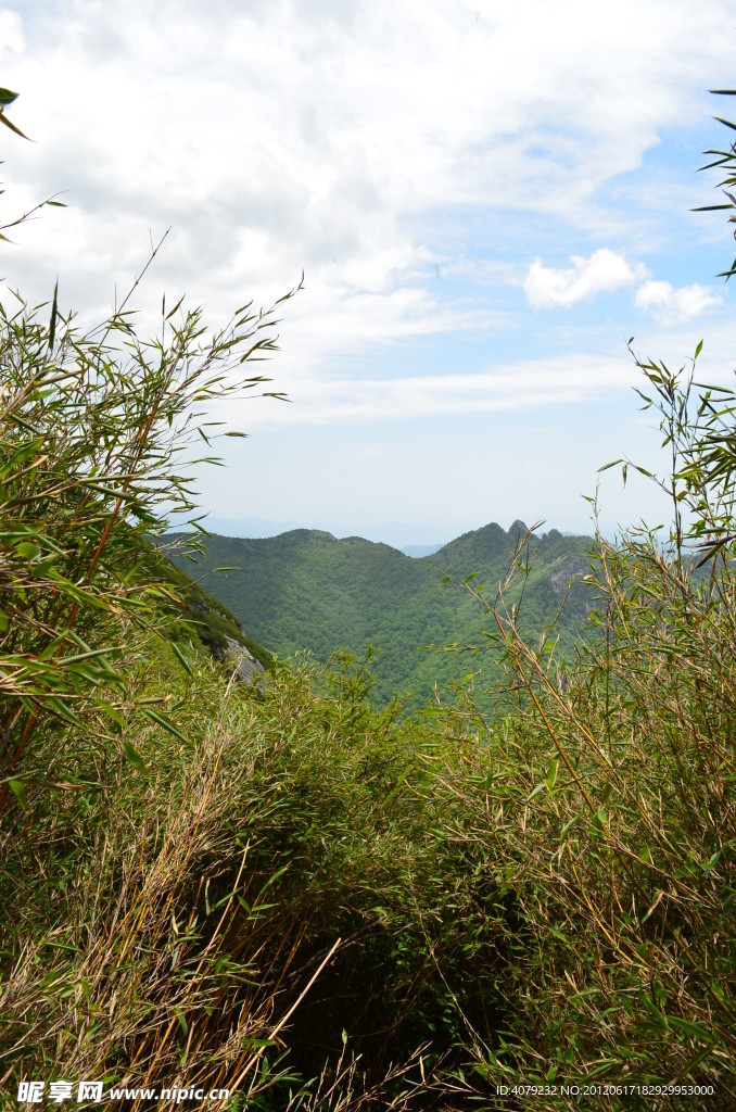 高山草甸