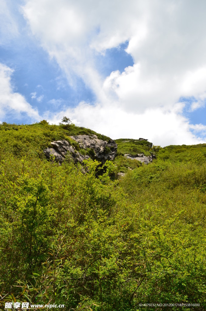 高山草甸