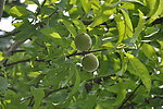 盛夏果实