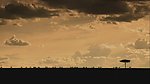 夕阳下的马群