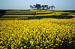 油菜花