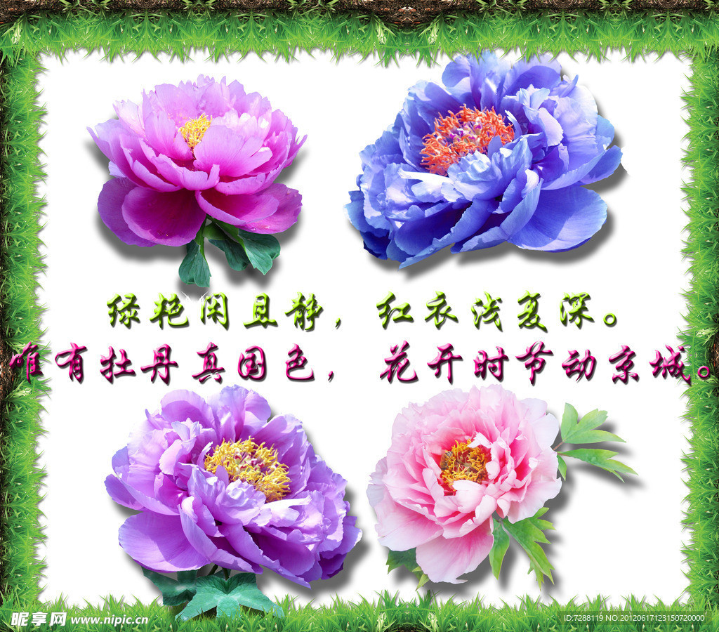 牡丹花